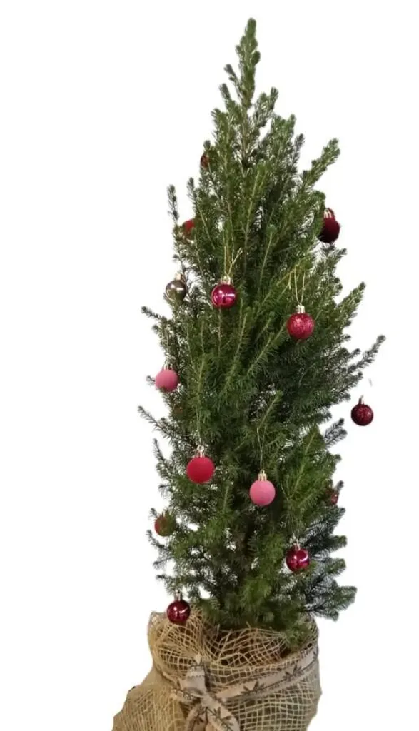 Petit sapin de Noël Picea Glauca Conica December hauteur 70-80 cm