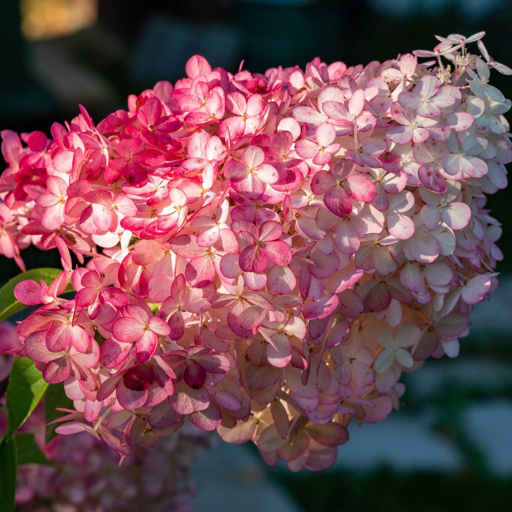Hydrangea paniculata Vanille Fraise 2L