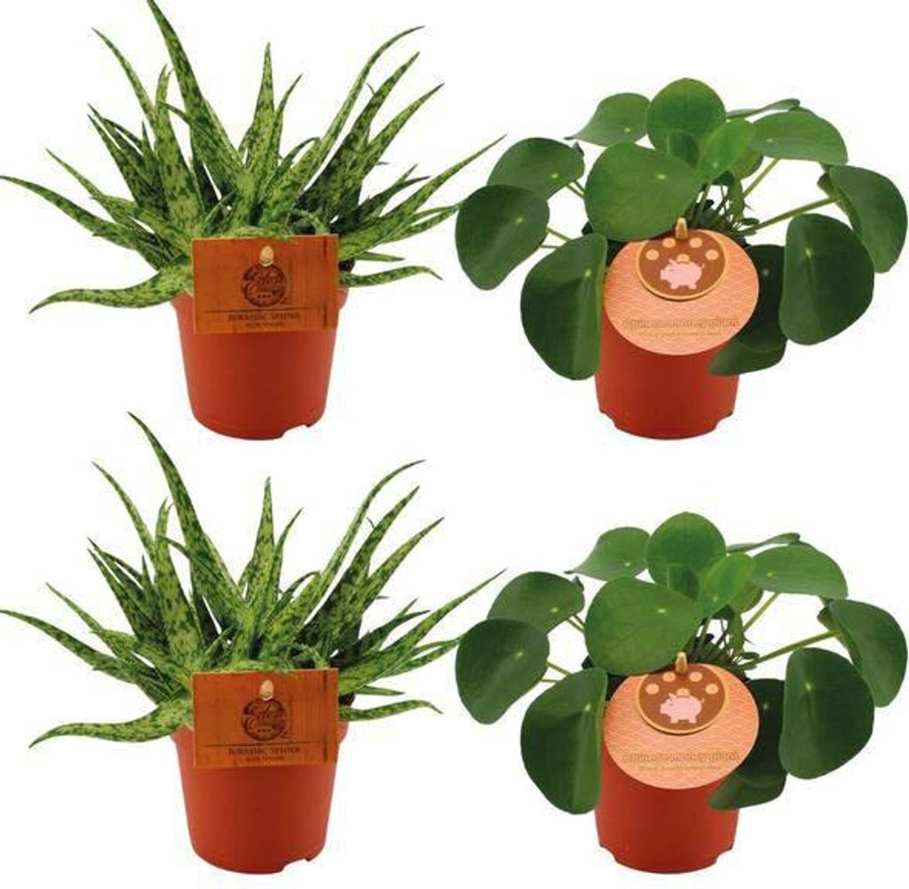 Aloe Spider + Pilea Peperomioides – 4 Zimmerpflanzen im Set – Ø10.5cm – 10cm – Pflegeleichte Grünpflanzen & Sukkulenten – Dekorativ ...