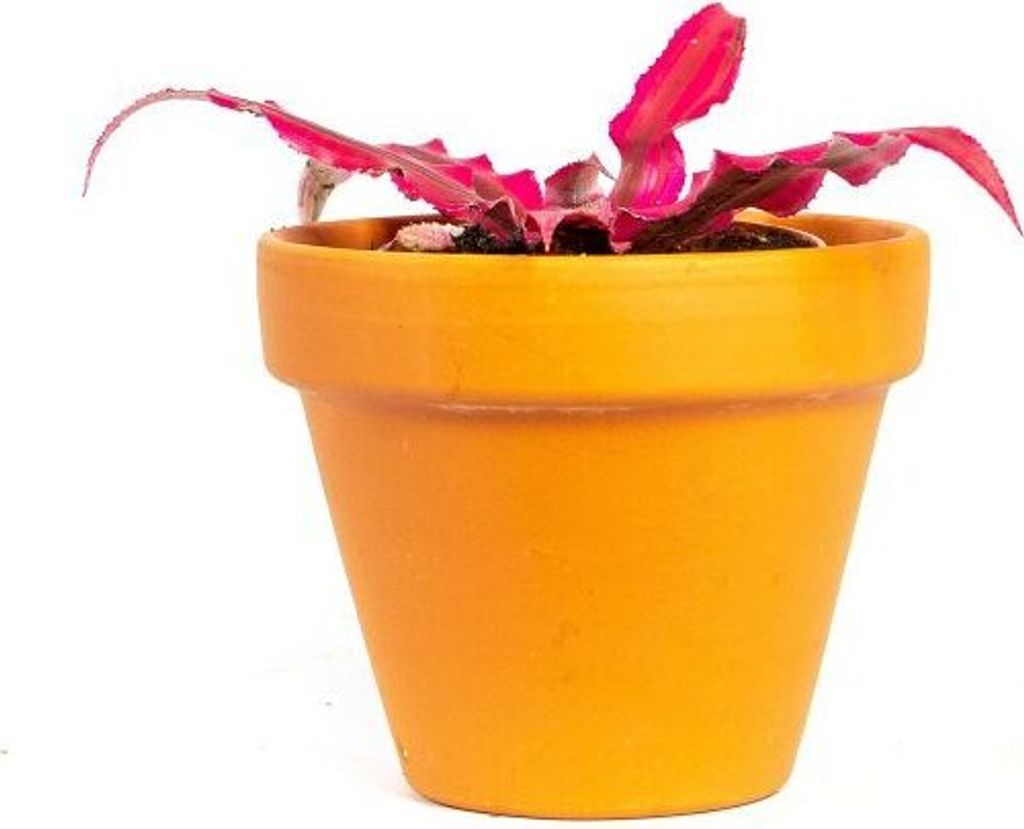 Gardners Cryptanthus Rubin Star, priemer 6 cm Obrázok produktu 