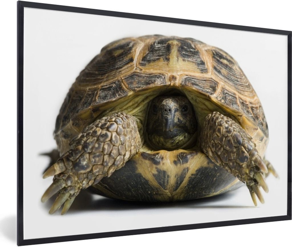 MuchoWow Gerahmtes Poster Schildkröte mit Kopf im Panzer vor einem weißen Hintergrund 30x20 cm - Poster mit Schwarzem Bilderrahmen Wandposter R...