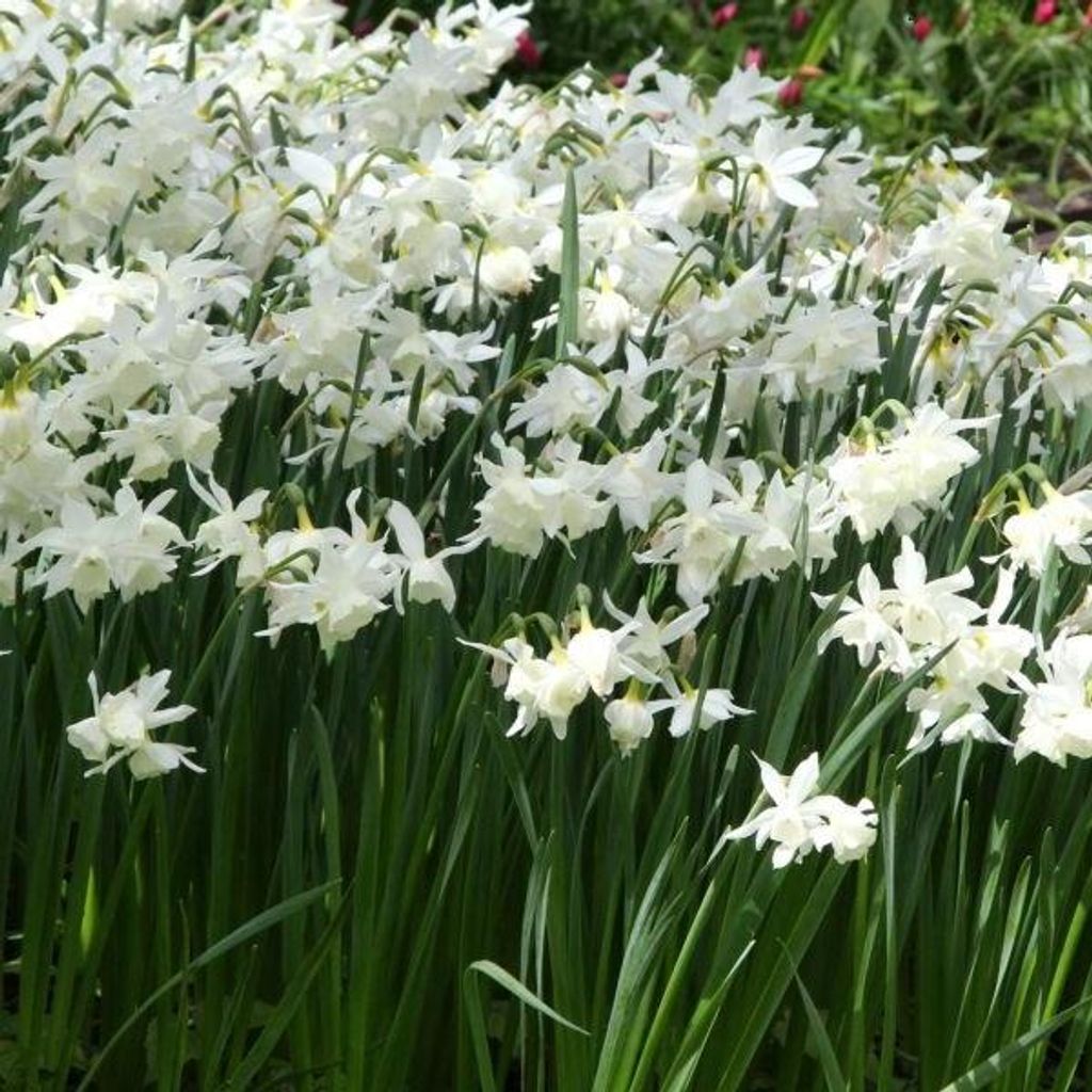 Narcis - 50 x Narcis Thalia Obrázek produktu 