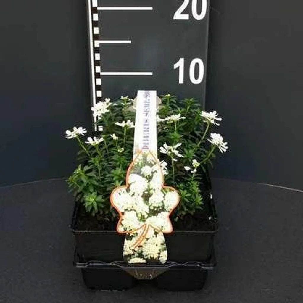 Iberis sempervirens sans entretien - 6 plants Corbeille d'argent 9cm - 2