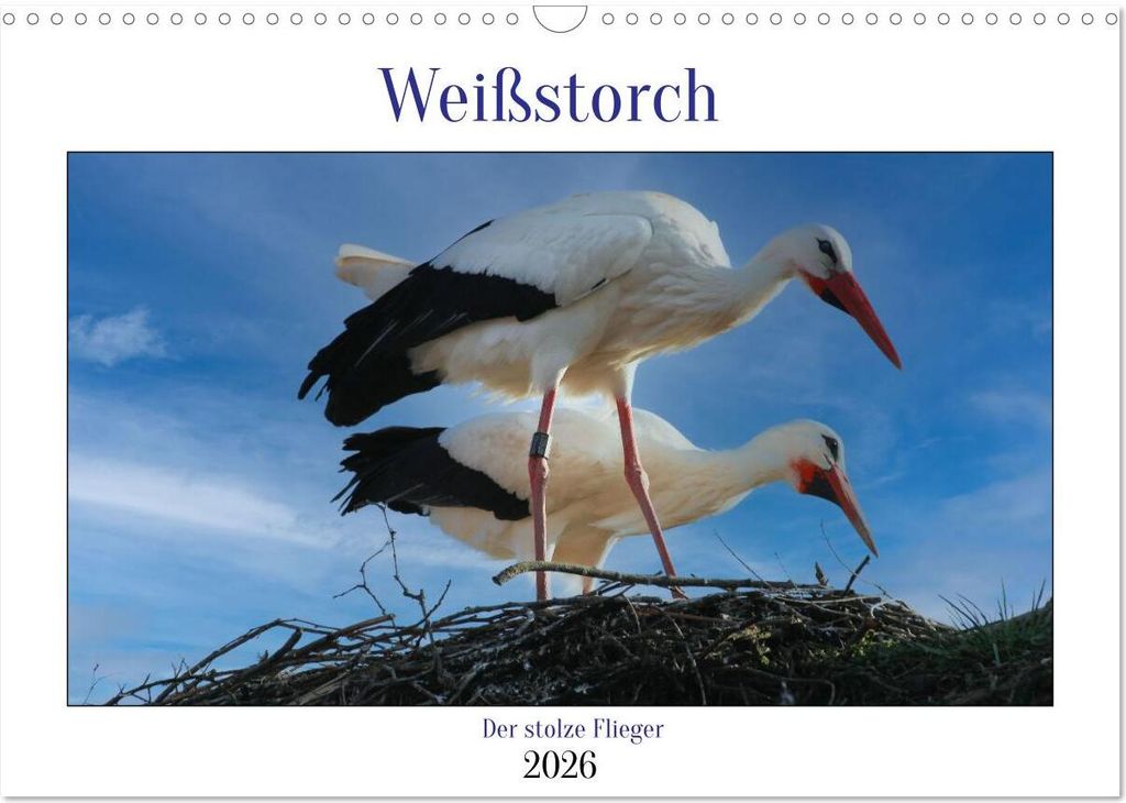 Weißstorch, der stolze Flieger (Wandkalender 2026 DIN A3 quer), CALVENDO Monatskalender