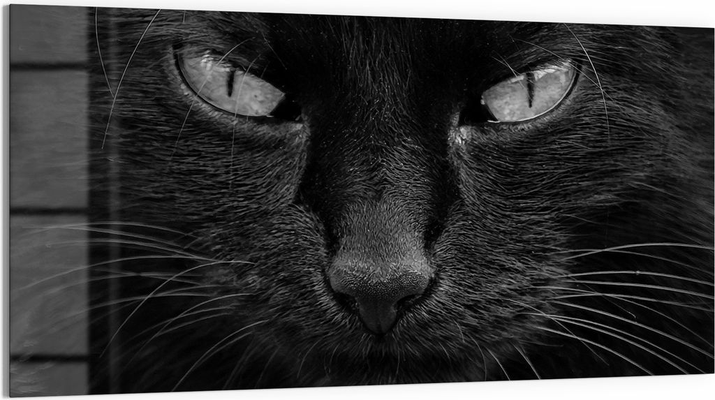 DEQORI Glasbild Acryl 100x50 cm 'Mystische Katzenaugen' Wandbild Bild modern Deko
