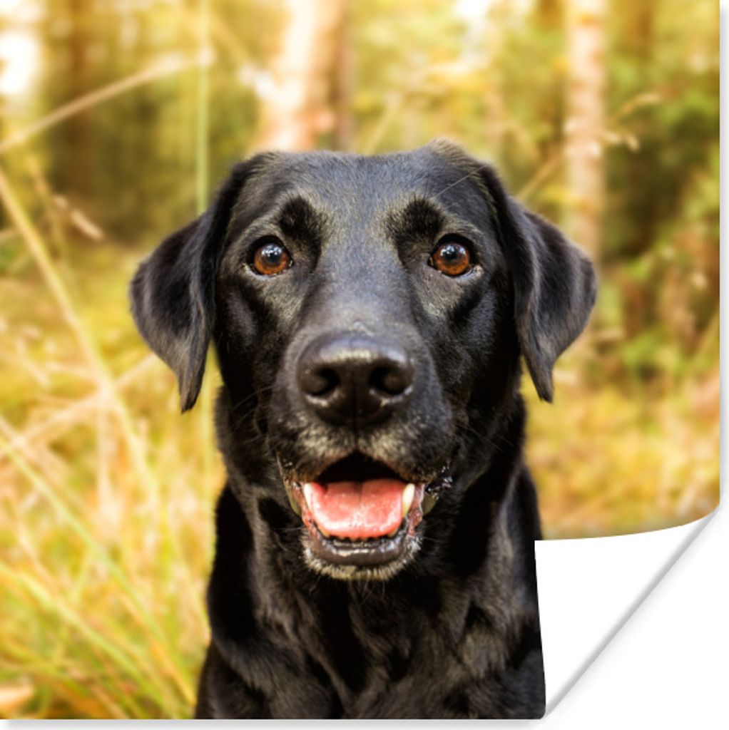 MuchoWow Poster Glücklicher schwarzer Hund 30x30 cm - Wandposter - Printing