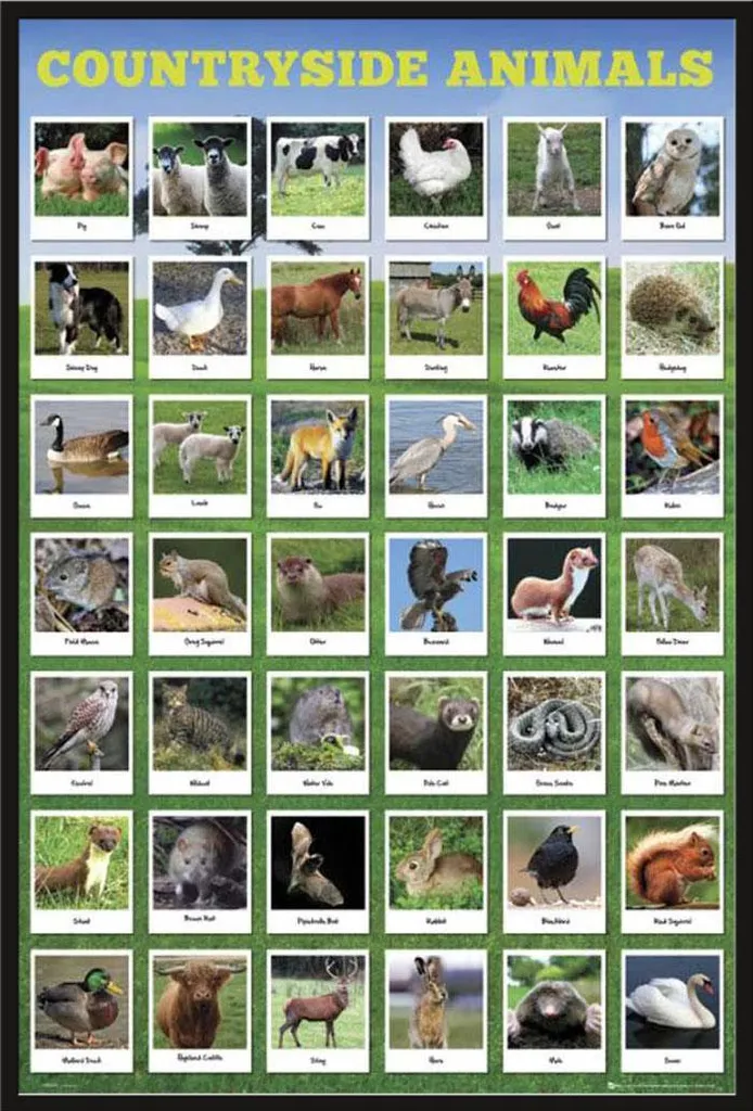 Poster Éducatif Animaux de la Campagne sous Cadre Noir Shinsuke Maxi