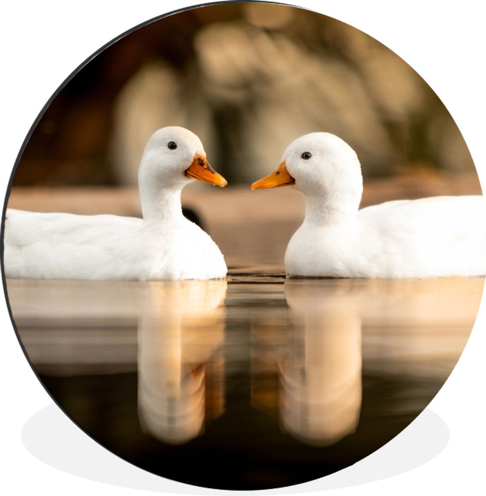 MuchoWow Aluminium Wandkreis Ente - Weiß - Tiere - Wasser - Vogel - Enten Ø 60 cm Wanddeko Modern Wohnzimmer - Wand Kreis - Wandbild - Schlafzi...