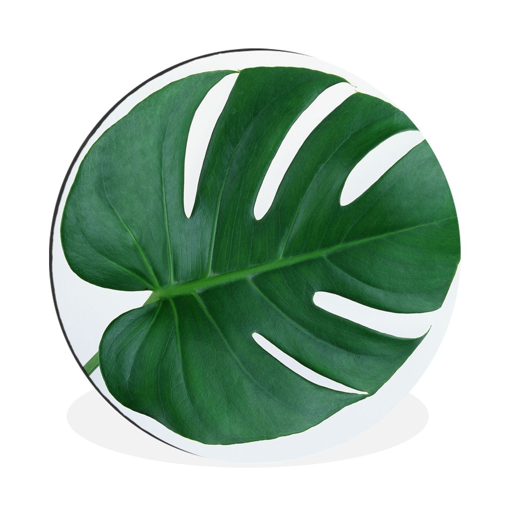 MuchoWow Aluminium Wandkreis Botanische Lochpflanze auf einem hellgrauen Hintergrund Ø 90 cm Wanddeko Modern Wohnzimmer - Mauerkreis - Wandbilde...