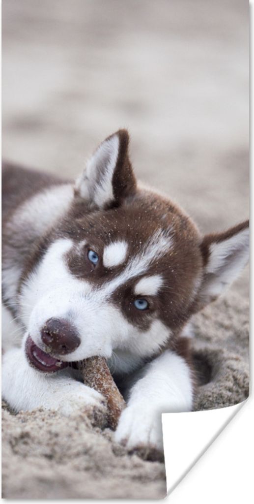 MuchoWow Poster Husky-Welpe am Strand 60x120 cm - Wandschmuck
