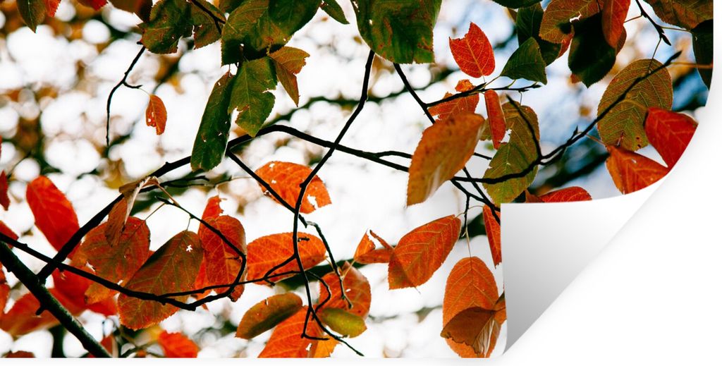 MuchoWow Wandtattoo Wandsticker Wandaufkleber Herbst - Blätter - Landleben - Jahreszeiten 80x40 cm Selbstklebend und Repositionierbar - Aufkleber