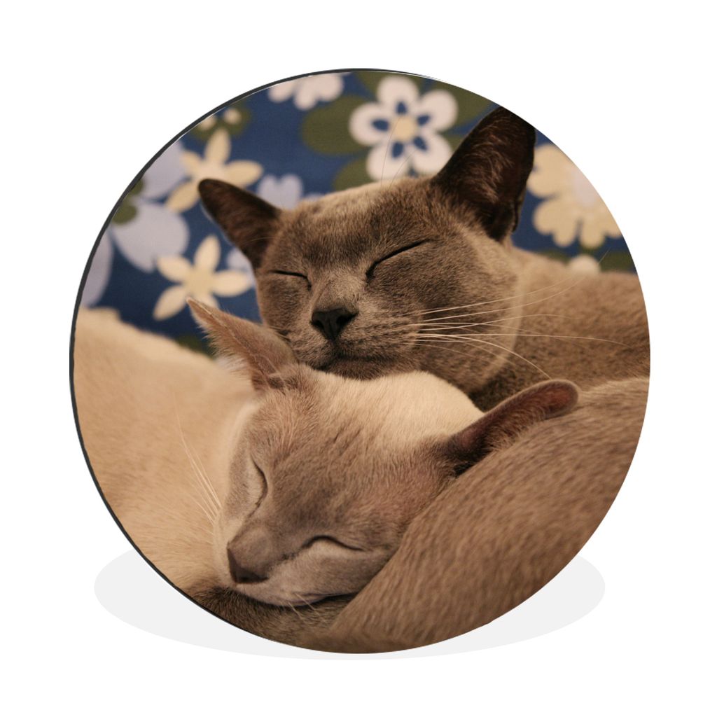 MuchoWow Aluminium Wandkreis Zwei verschmuste burmesische Katzen Ø 30 cm Wanddeko Modern Wohnzimmer - Wand Bild - Wohnzimmer - Runde Bilder - Al...