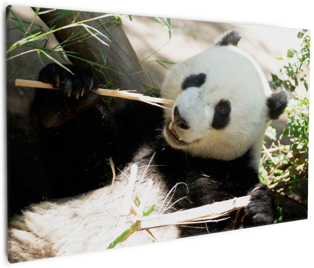 Wallario Premium Leinwandbild Panda knabbert an Bambusstücken in Größe 60 x 90 cm