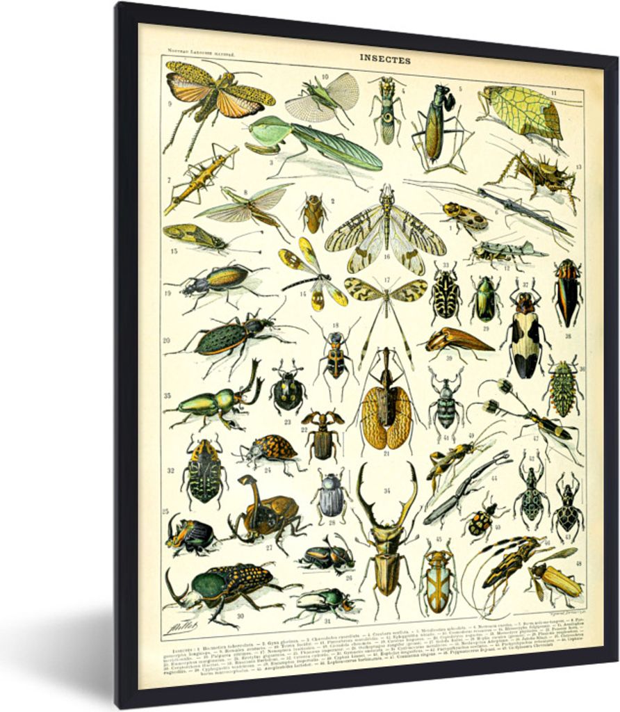 MuchoWow Gerahmtes Poster Insekten - Tiere - Libelle 60x80 cm - Poster mit Schwarzem Bilderrahmen Wandposter Rahmen Foto Bilder - Premium - Wandd...