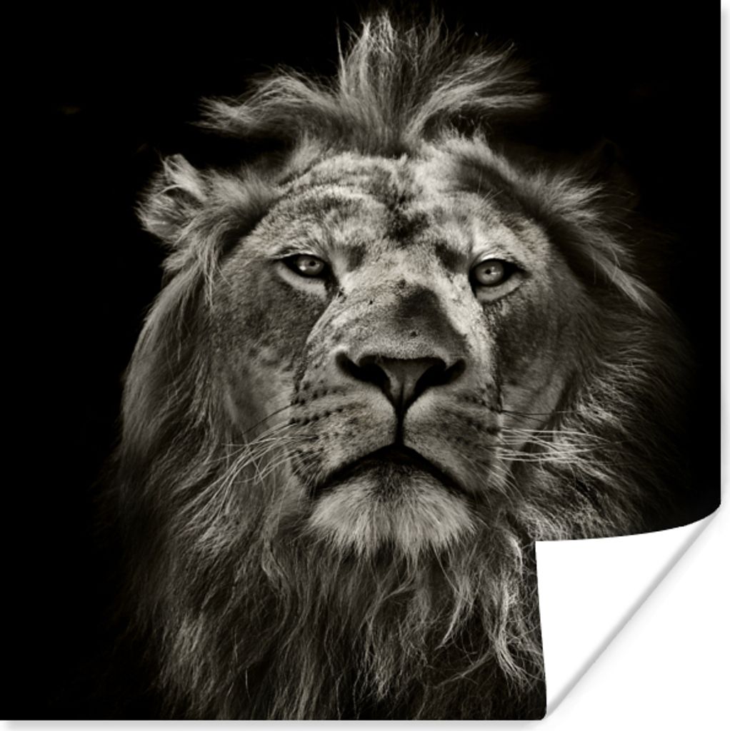 MuchoWow Poster Löwe - Tiere - Porträt - Wildtiere - Schwarz und weiß 30x30 cm - Wandposter - Printing