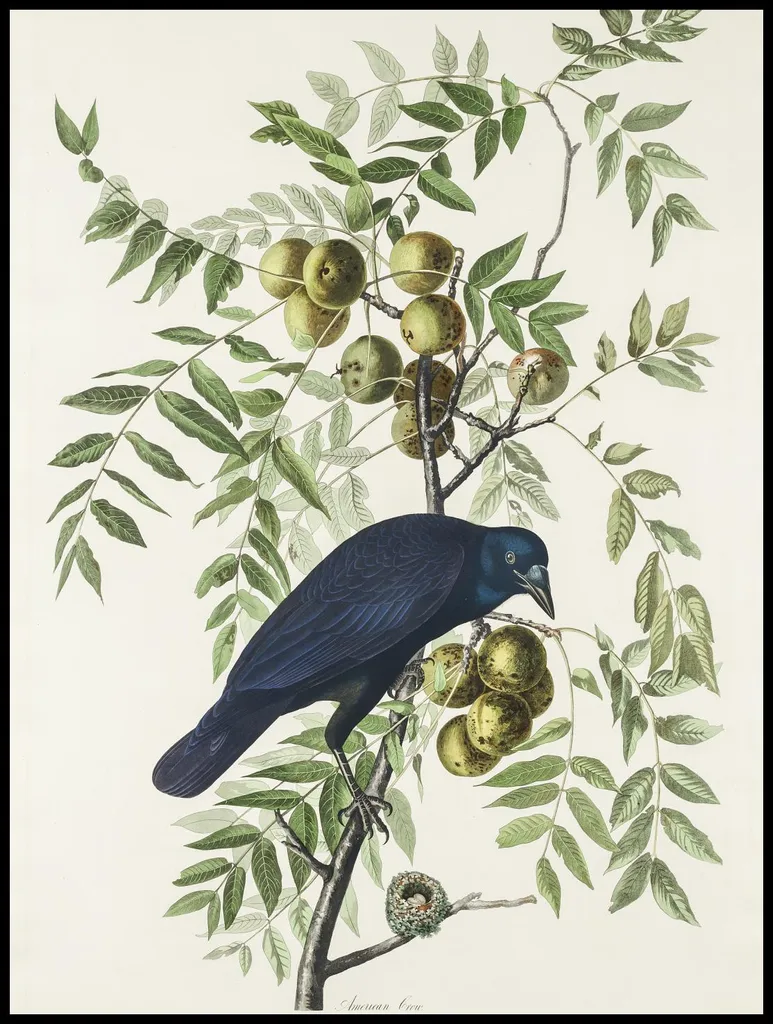 Affiche 75x100 cm Corneille d'Amérique J.J. Audubon Décoration Vintage