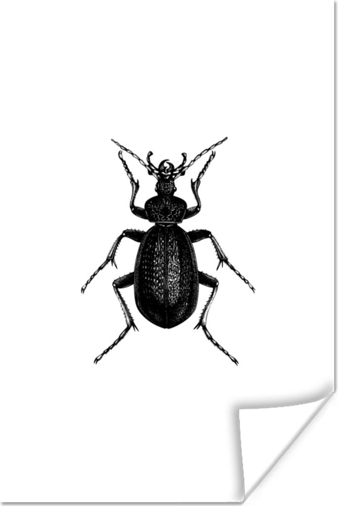 MuchoWow Poster Schwarz und weiß - Käfer - Vintage - Insekten 20x30 cm - Papierdruck