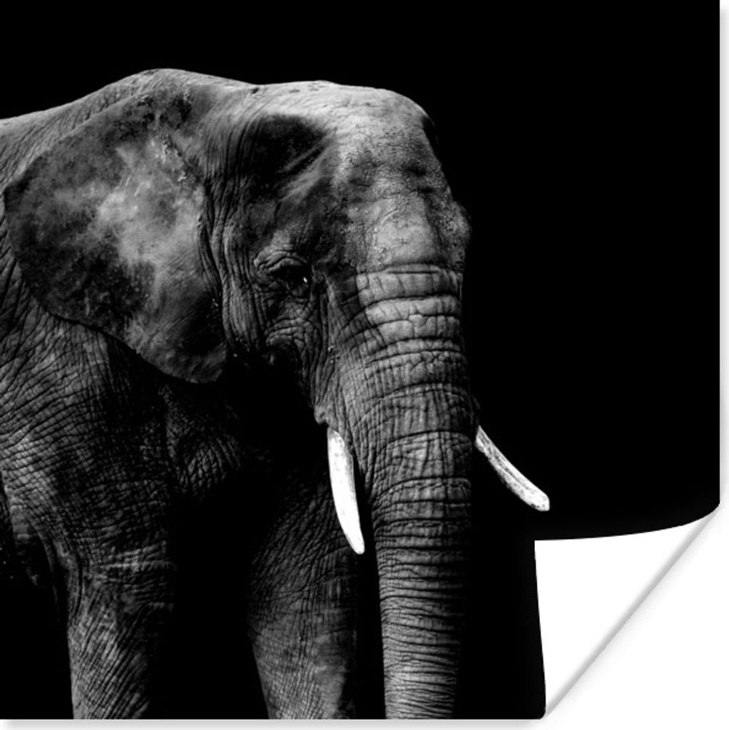 MuchoWow Poster Elefant - Tiere - Schwarz - Weiß 100x100 cm - Babyzimmer