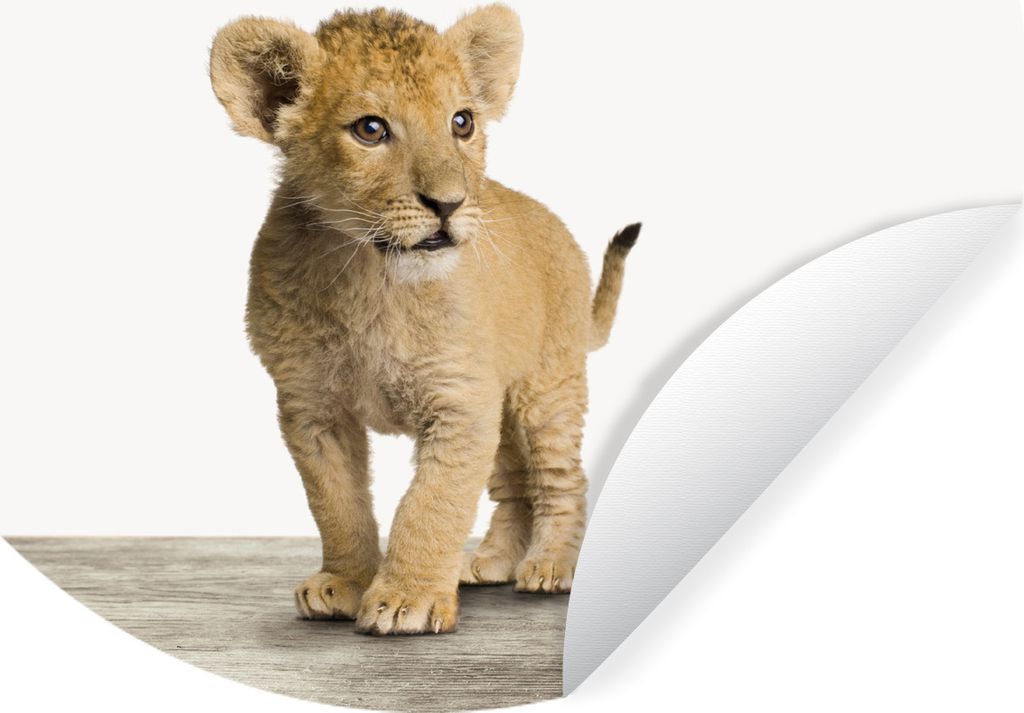 MuchoWow Runde Wandtattoo - Wandsticker Tapete Aufkleber Tiere - Löwe - Jungtier Ø 80 cm Selbstklebend und Repositionierbar - Wandaufkleber - K...