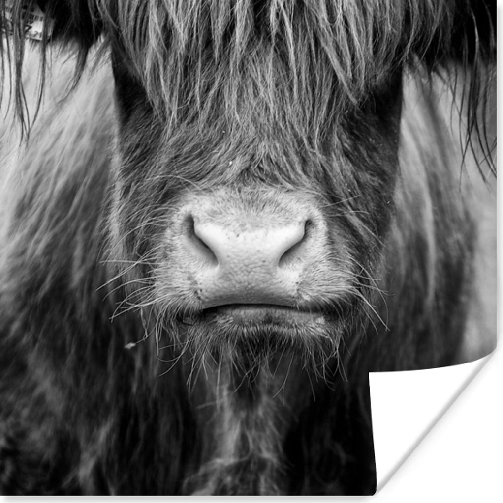 MuchoWow Poster Schottischer Highlander - Kuh - Schwarz - Weiß - Tiere 50x50 cm - Wohnzimmerdekoration