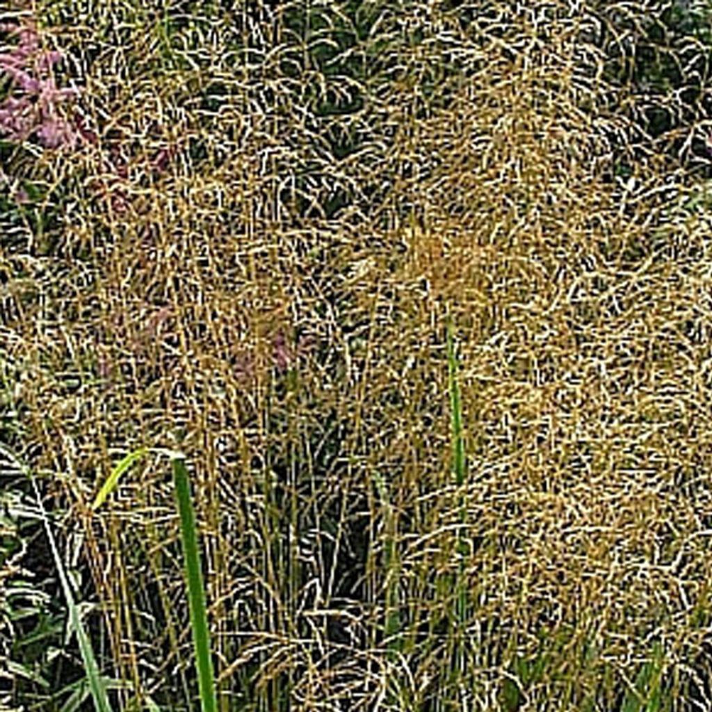 6 x Wald Schmiele  - Deschampsia cespitosa 'Bronzeschleier' Produktbild 