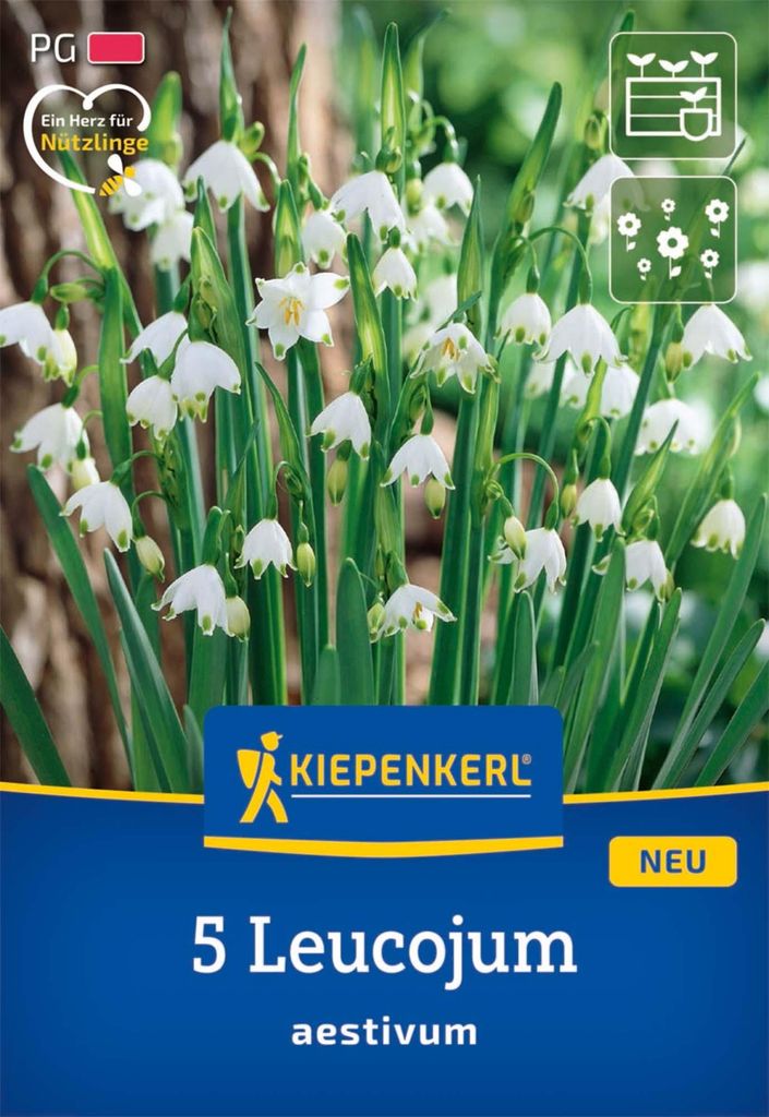 Blumenzwiebel Sommerknotenblume Kiepenkerl 5 Stück Produktbild 