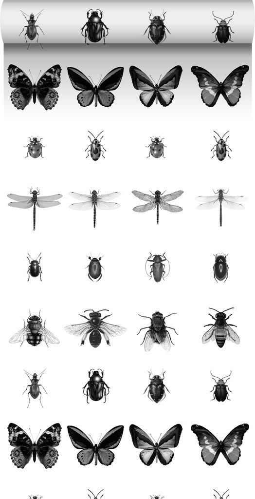 ESTAhome XXL-Vliestapete Zeichnungen von Insekten Schwarz-Weiß 50 x 900 cm