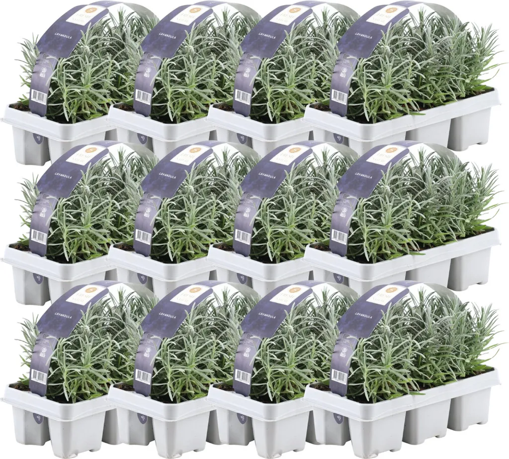 Lavandula Angustifolia Lavande Vraie Rustique Lot de 72 Plants Pro