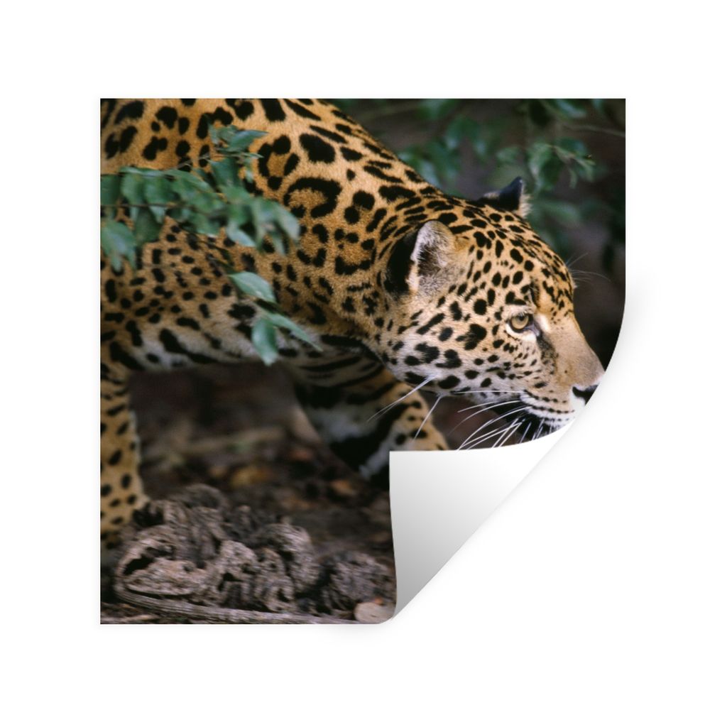 MuchoWow Wandtattoo Wandsticker Wandaufkleber Schleichender Jaguar im Wald 30x30 cm Selbstklebend und Repositionierbar - Repositionierbar - Wasse...