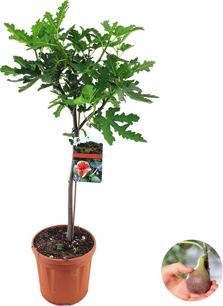 Bloomique - Ficus Carica Brown Turkey - Feigenbaum - Produktbild 
