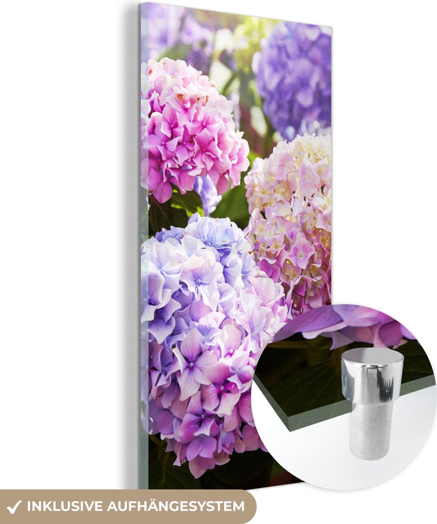MuchoWow Glasbilder - Bilder auf Wandbild - Foto auf Glas Blumen - Hortensie - Rosa - Blätter - Sonne 40x80 cm Wanddekoration aus Glas - Acrylglas...