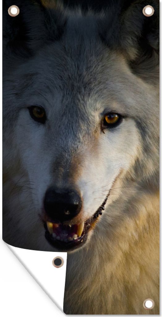 MuchoWow 80x160 cm Outdoor-Poster Gartendeko Sichtschutz Garten Poster für den Garten Nahaufnahme eines arktischen Wolfs