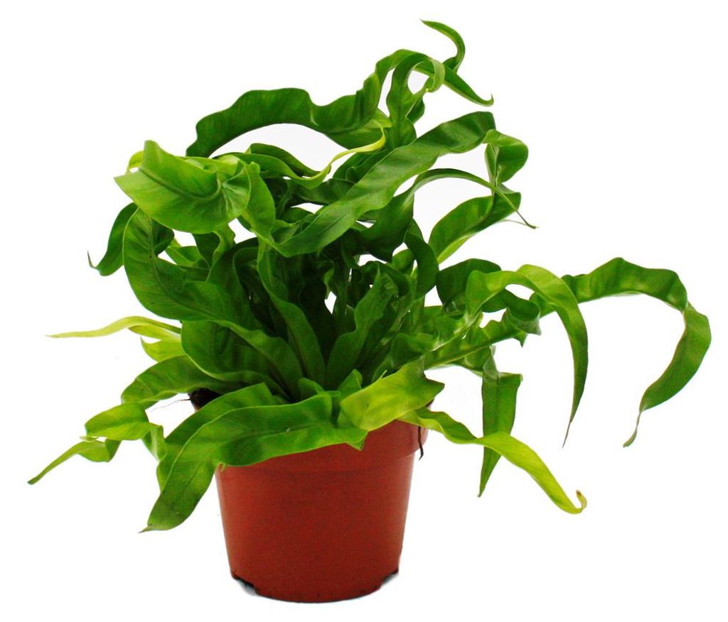 Asplenium antiquum Hurricane – Besondere Zimmerfarn-Sorten – Nestfarn – 12-cm-Topf – Höhe ca. 25 cm