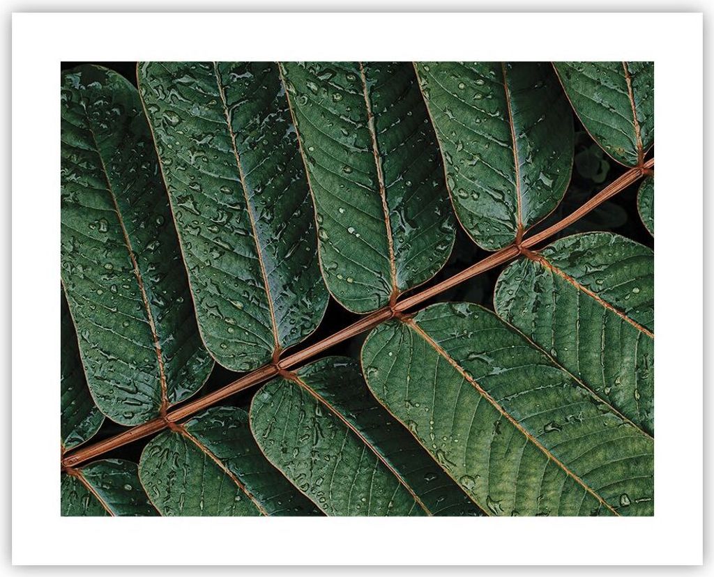 Poster - Poster ohne Rahmen - Tropfen Wasser Blätter - 50x40 cm - Wand Bild - Wanddeko - Wandbilder - Kunstposter - Wandposter - Bilder - Kunstdru...