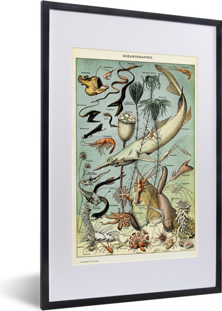 MuchoWow Gerahmtes Poster Meer - Tiere - Meeresbewohner 40x60 cm - Poster mit Schwarzem Bilderrahmen Wandposter Rahmen Foto Bilder - Poster in Ra...