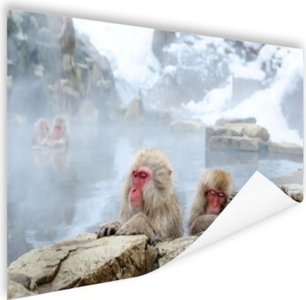 MuchoWow Poster Affen - Tiere - Wasser - Natur 120x80 cm - Bilder