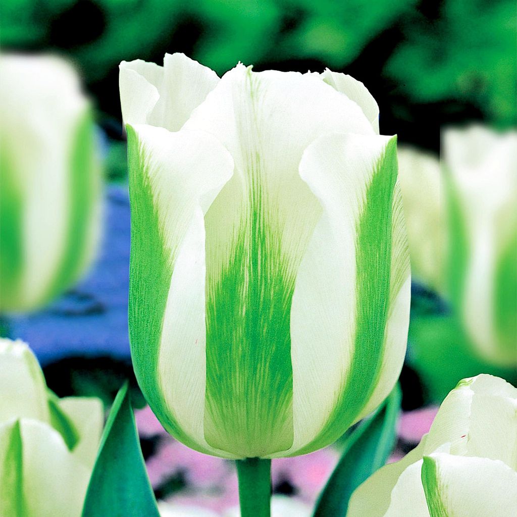 Tulipes Bulbes de fleurs Fleurs Exclusive Tulipe Green Image du produit 