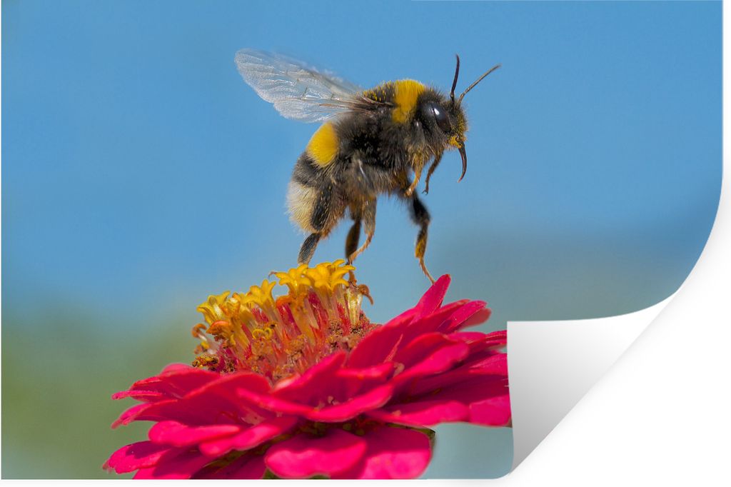 MuchoWow - Wierderverwendbar - Selbstklebend