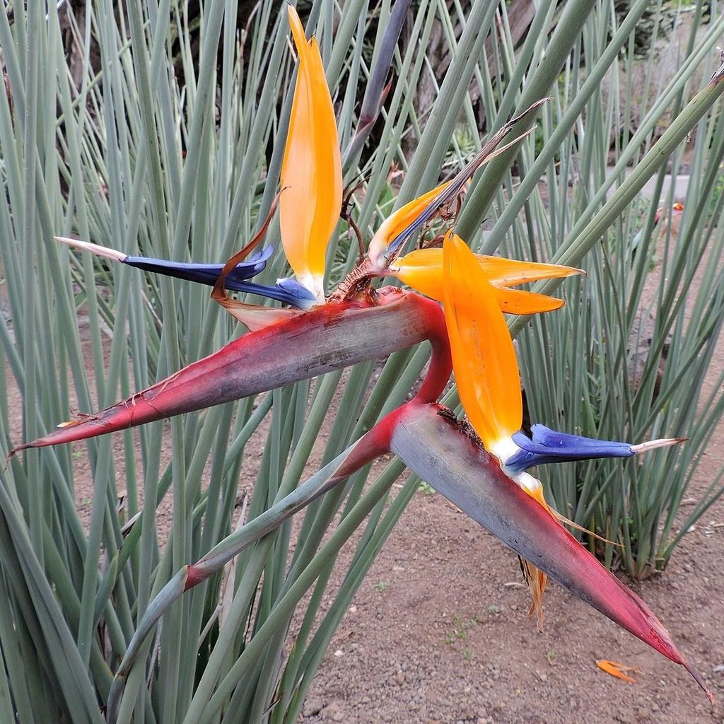 Speerförmige Paradiesvogelblume (Strelitzia juncea) - 3 Samen