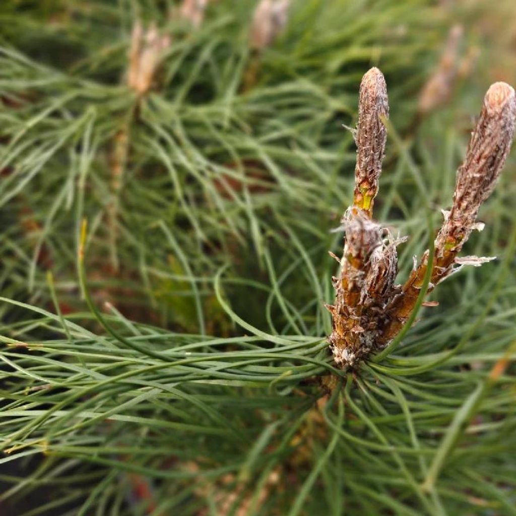 Set mit 4 Schwarzkiefern (Pinus nigra nigra) – Höhe 25 cm – Topfgröße 9 cm