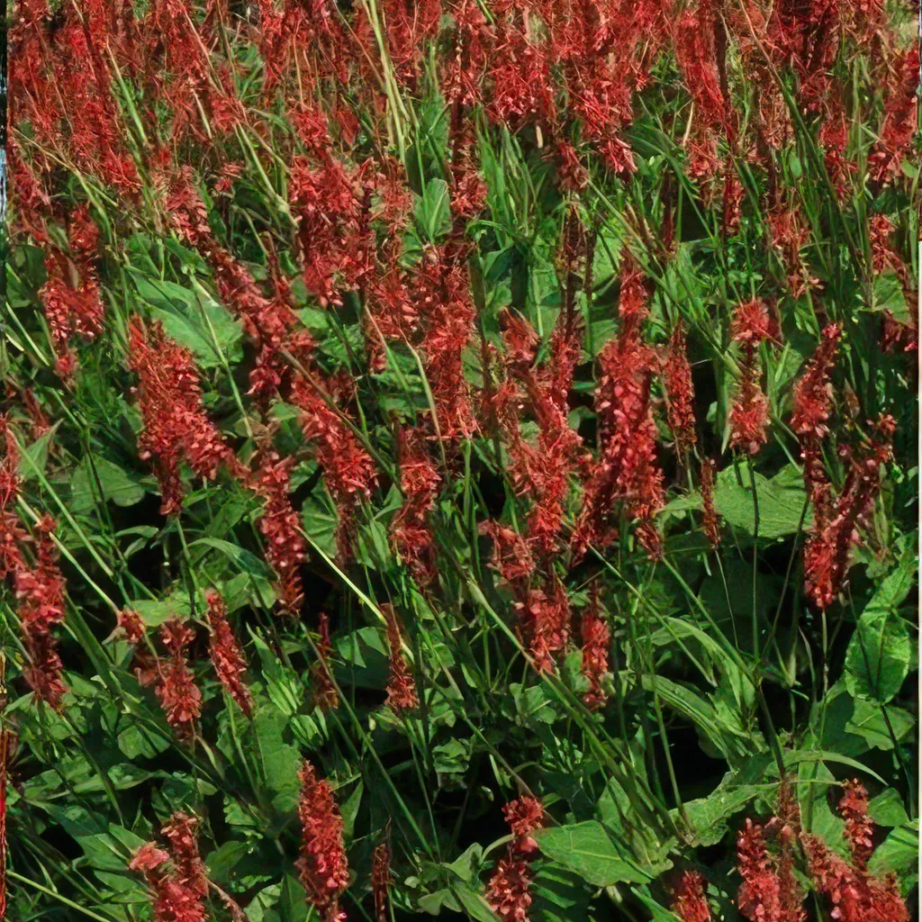 Aménagement Massif Jardin : 12 Renouées Persicaria Rouges pour Mi-Ombre