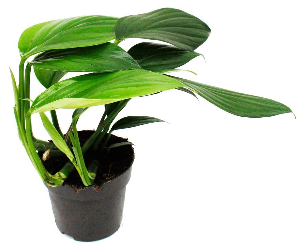 Philodendron « Queue de dragon » - Rhaphidophora decursiva Image du produit 