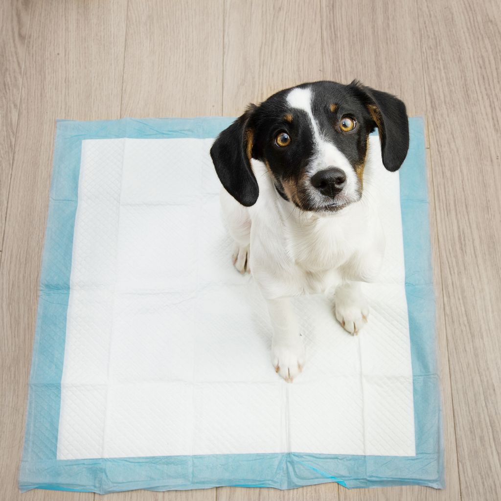 Purlov 21601 Tréningové absorpčné podložky pre psov 60 x 60 Obrázok produktu 4