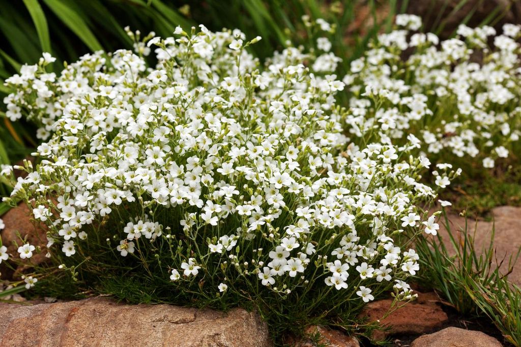 1000 Samen Sommer-Schleierkraut (Gypsophila elegans) – Einjährige Schnittblume für Beet, Garten, Bodendecker