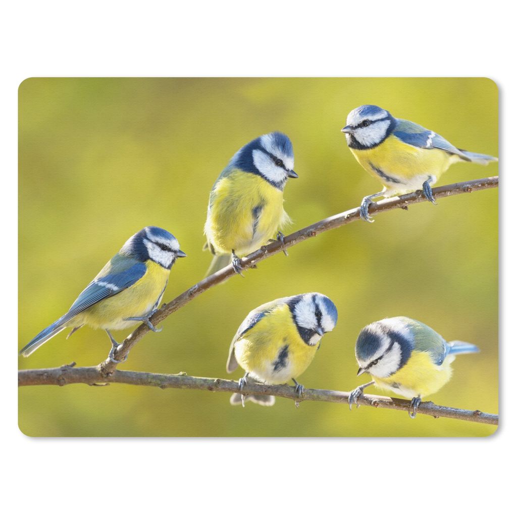 MuchoWow Mauspad Mousepad Vogel - Blaumeise - Äste - Sonne 40x30 cm - Mousepads - Maus Mat - Pad - Mausunterlage - Anti Rutsch