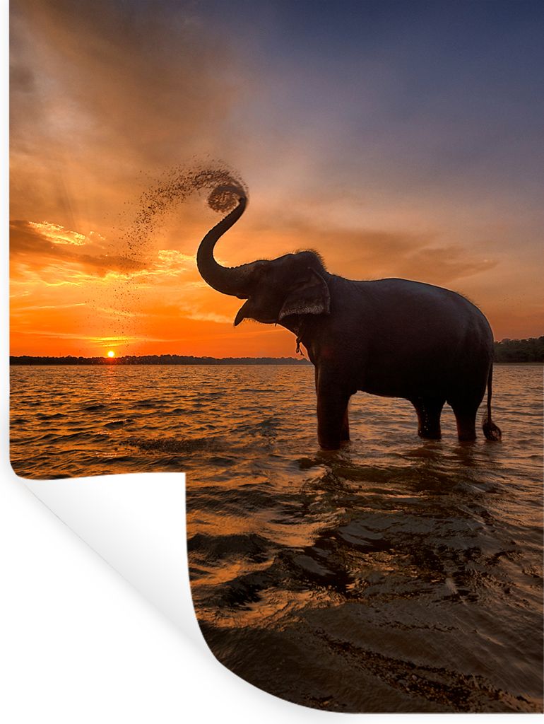 MuchoWow Wandtattoo Wandsticker Wandaufkleber Elefant - Meer - Tiere - Sonnenuntergang - Orange 120x160 cm Selbstklebend und Repositionierbar - W...