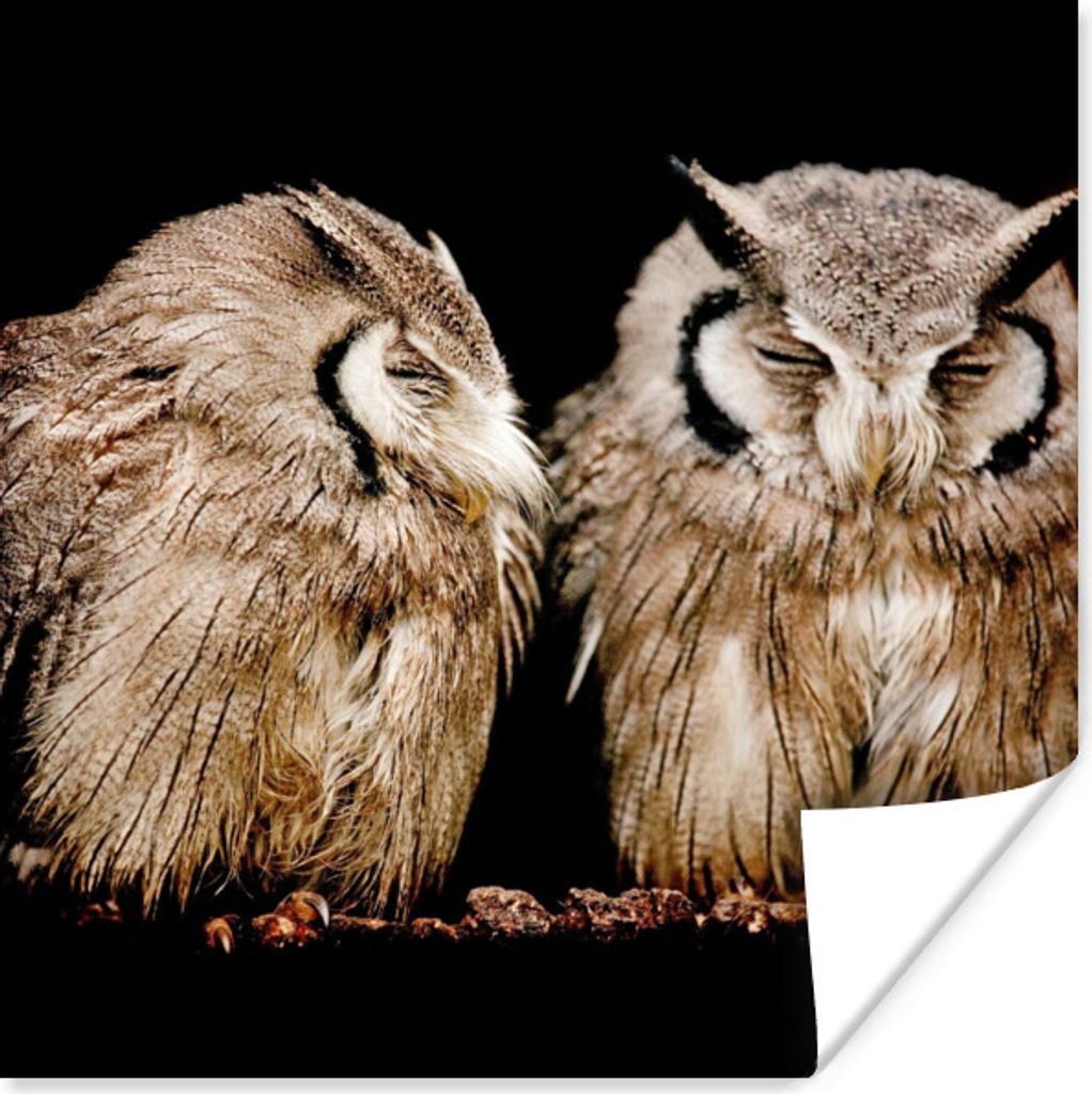 MuchoWow Poster Eule - Vogel - Schwarz 50x50 cm - Wohnzimmerdekoration