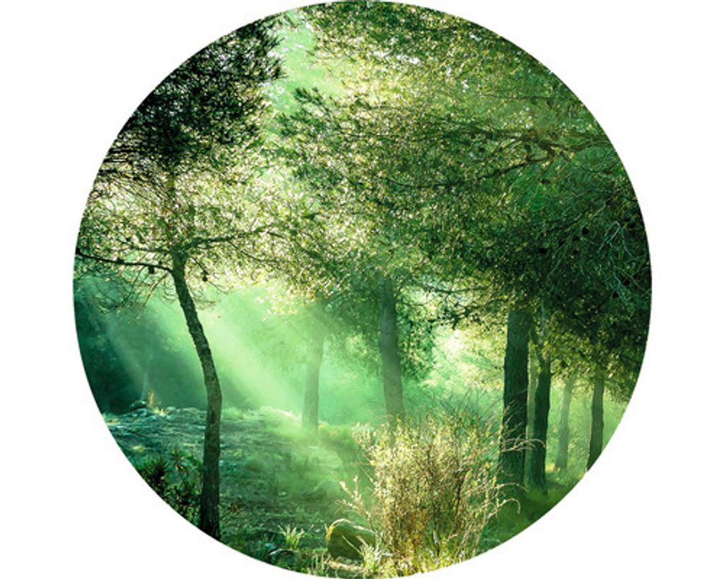 Glasbild Forest Harmony IV Ø 20 cm