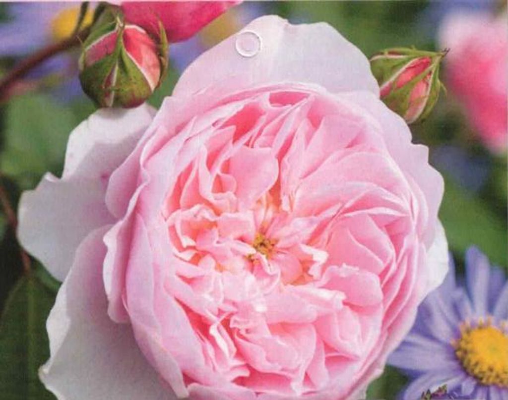 Englische Strauchrose Wisley 2008 - Austin Rosen - hellrosa - Duft + - Synonym Ausbreeze