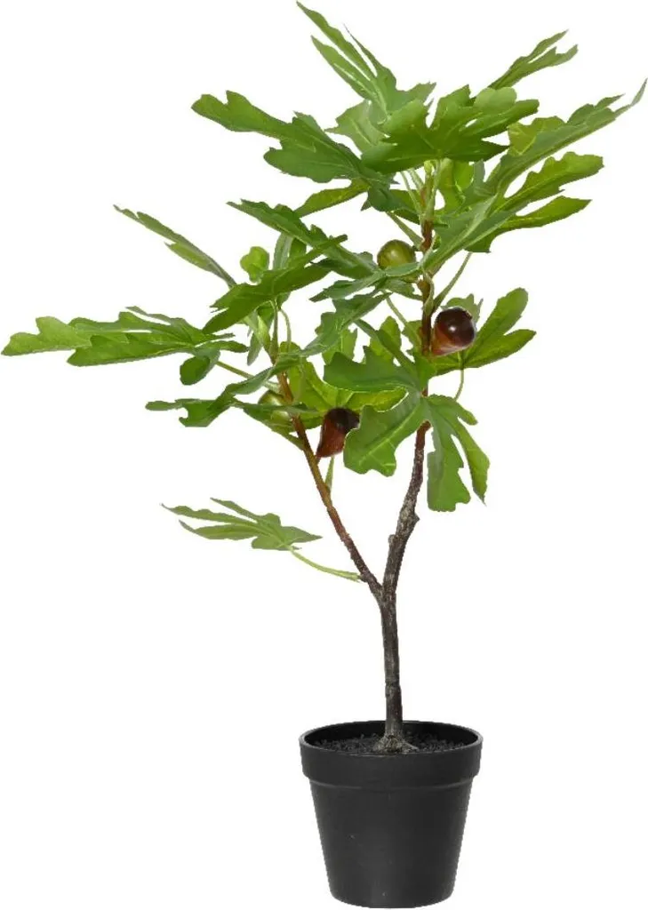 Arbre fruitier décoratif en pot Figuier H60cm pour salon et terrasse